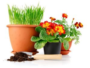 Уход за домашними растениями